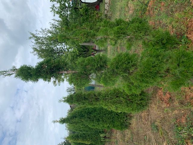 Nyírt formanövények